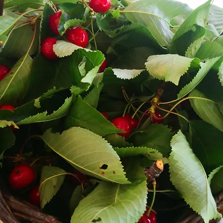 ベッド・アンド・ブレックファスト La Mandra 3*