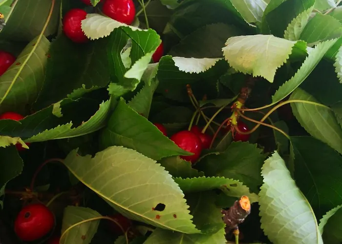 לינה וארוחת בוקר La Mandra 3*